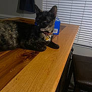 Petunia joined the competition — help win amazing prizes! alert, black_cat, blinds, blue_box, cat, chair, collar, feline, fur, home, indoor, lying_down, paw_tag, pet, portrait, table, tag, whiskers, window, wooden_table