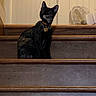 Petunia is registered to the contest to win money with this photo: animal, bell, black_cat, cat, collar, dark_fur, dramatic, fan, feline, home, indoors, pet, pointed_ears, portrait, side_view, sitting, staircase, stairs, wall, wood