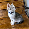 Venus joined the competition — help win amazing prizes! cat, kitten, gray_and_white, blue_collar, bell, sitting, looking_up, whiskers, ears, fur, wooden_floor, wooden_background, indoor, pet, animal, portrait, instagram, social_media, photograph, cute