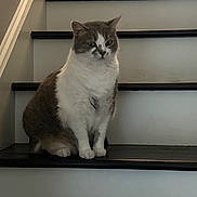 Venus joined the competition — help win amazing prizes! cat, gray_cat, white_cat, pet, animal, feline, sitting, stairs, staircase, indoor, portrait, front_view, fur, whiskers, ears, eyes, paws, black_steps, home, serious_expression