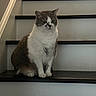 cat, gray_cat, white_cat, pet, animal, feline, sitting, stairs, staircase, indoor, portrait, front_view, fur, whiskers, ears, eyes, paws, black_steps, home, serious_expression