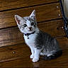 Venus joined the competition — help win amazing prizes! cat, kitten, gray_and_white, pet, animal, sitting, portrait, collar, bell, wooden_floor, indoor, cute, looking_at_camera, fur, ears, whiskers, tail, instagram, social_media, screenshot