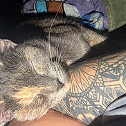 Little Baby is registered to the contest to win money with this photo: cat, sleeping, tattoo, arm, close_up, fur, whiskers, sunlight, blanket, resting, cozy, indoor, pet, animal, relaxation, pattern, human, skin, colorful, soft_light