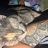 cat, sleeping, tattoo, arm, close_up, fur, whiskers, sunlight, blanket, resting, cozy, indoor, pet, animal, relaxation, pattern, human, skin, colorful, soft_light
