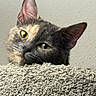 Little Baby joined the competition — help win amazing prizes! cat, tortoiseshell, yellow_eyes, ears, fur, whiskers, carpet, texture, closeup, pet, animal, curious, face, feline, indoor, resting, soft, background, looking, cute