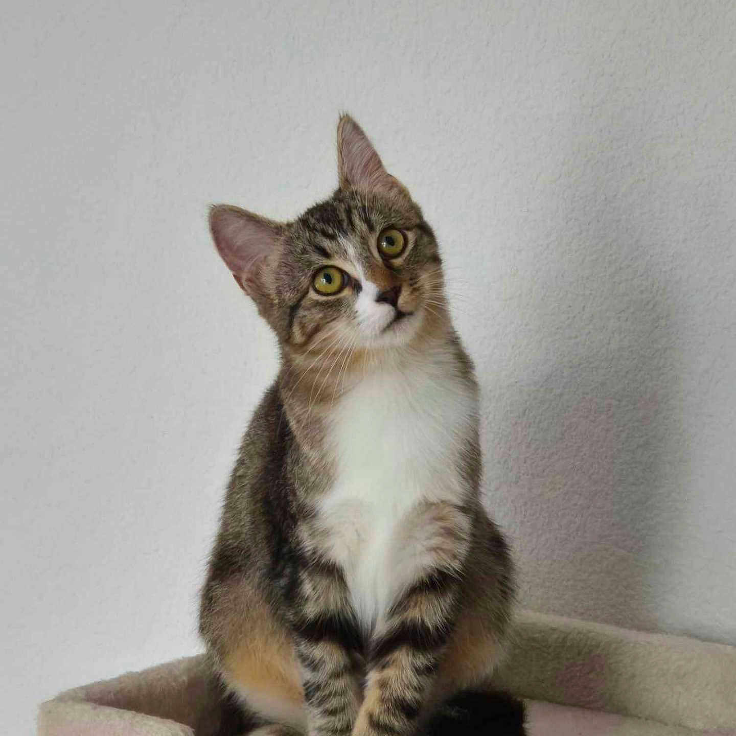 Chanel participe au concours pour gagner de l'argent avec cette photo : abyssinian, angora, animal, cat, egyptiancat, kitten, manx, pet