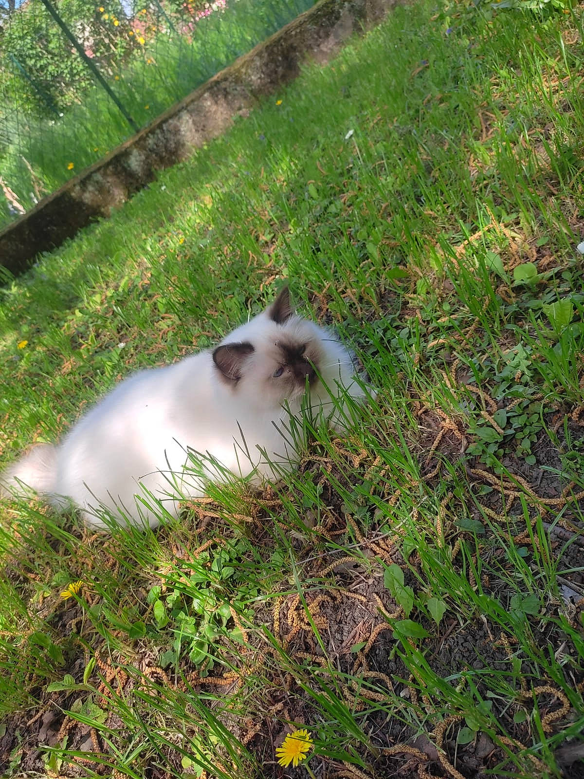 Seven participe au concours pour gagner de l'argent avec cette photo : canidae, carnivore, cat, companion_dog, dog_breed, fawn, felidae, fur, grass, groundcover, plant, ragdoll, shrub, small_to_medium_sized_cats, snout, sporting_group, tail, terrestrial_animal, whiskers, wildlife