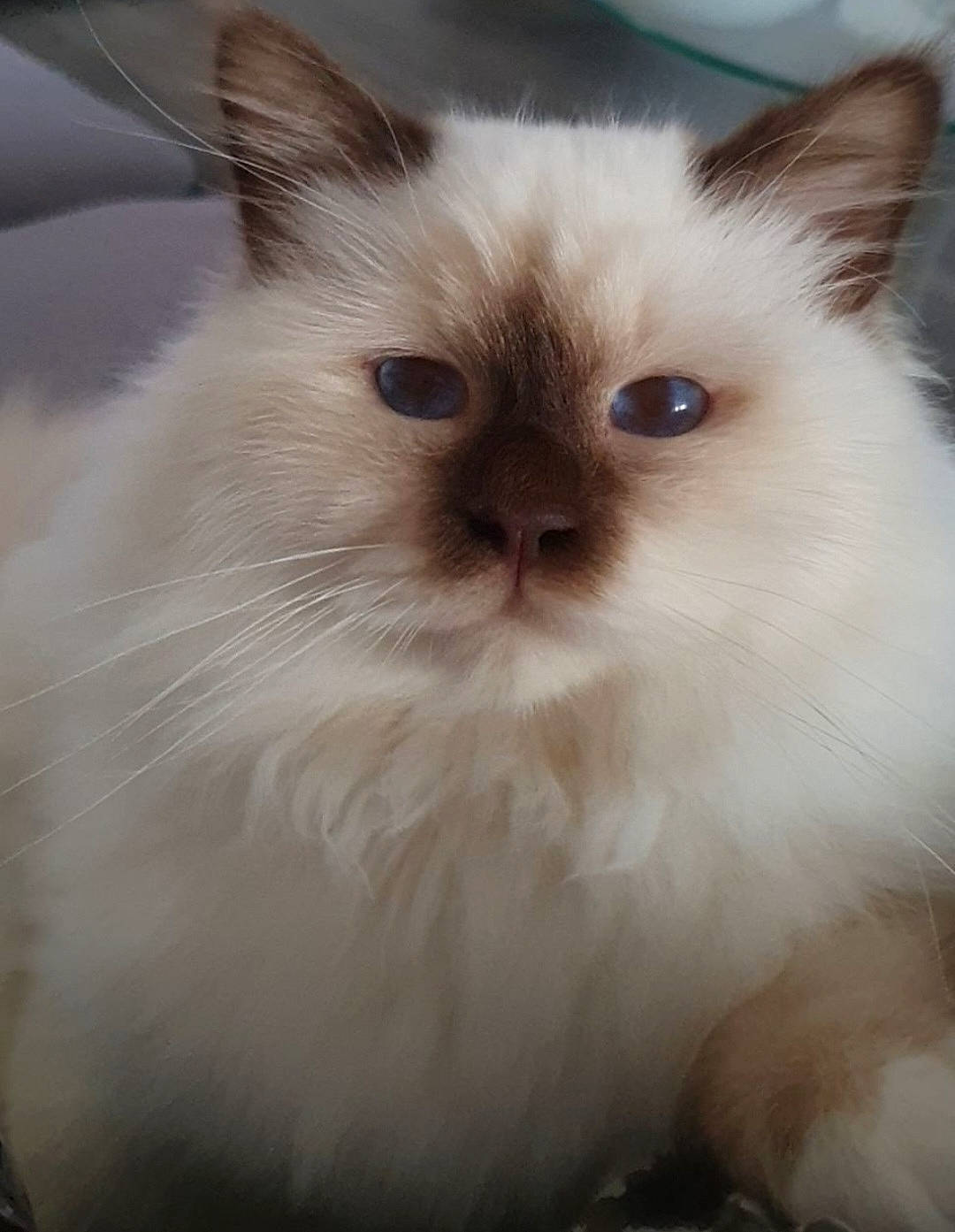 Seven participe au concours pour gagner de l'argent avec cette photo : carnivore, cat, fawn, felidae, fur, iris, small_to_medium_sized_cats, snout, tail, terrestrial_animal, whiskers