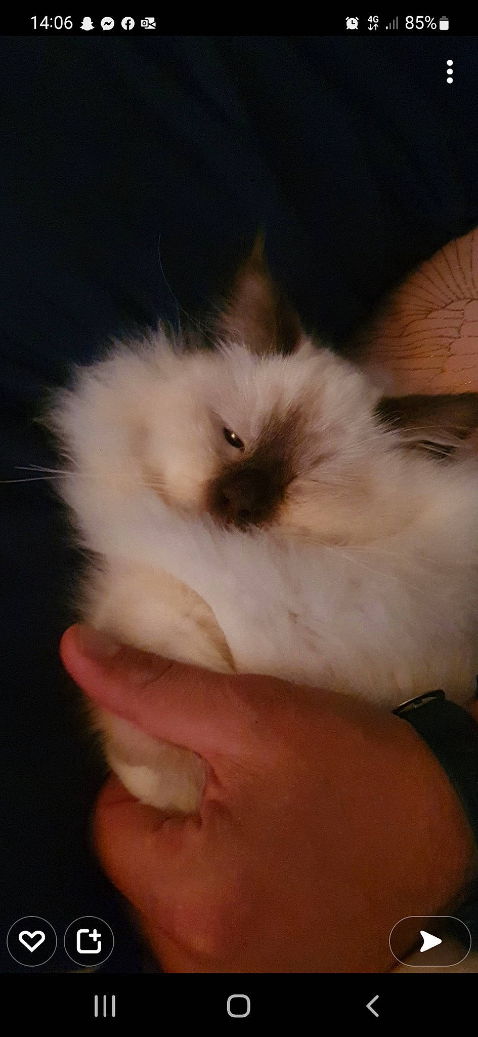 Seven participe au concours pour gagner de l'argent avec cette photo : carnivore, cat, companion_dog, felidae, finger, fur, nail, persian, small_to_medium_sized_cats, thumb, watch, whiskers