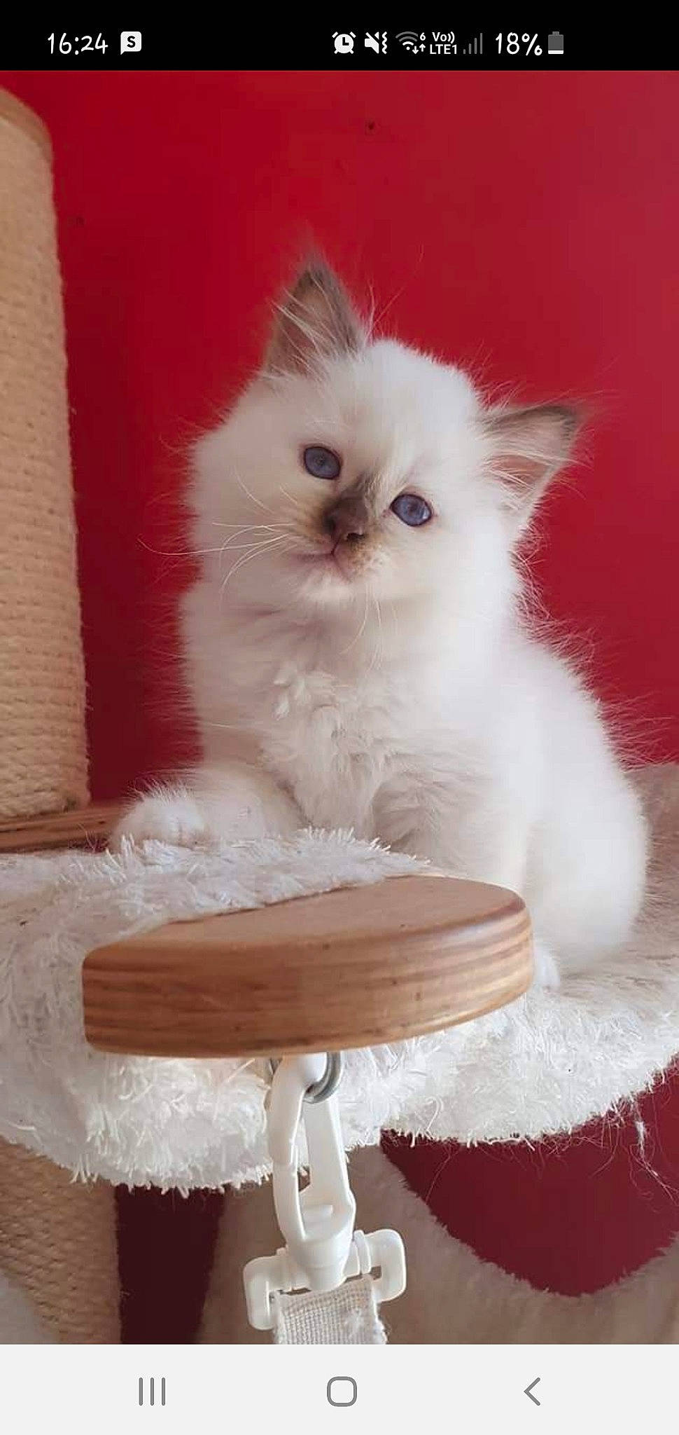 Seven participe au concours pour gagner de l'argent avec cette photo : british_longhair, carnivore, cat, cat_supply, comfort, fawn, felidae, fur, sitting, small_to_medium_sized_cats, snout, whiskers, white