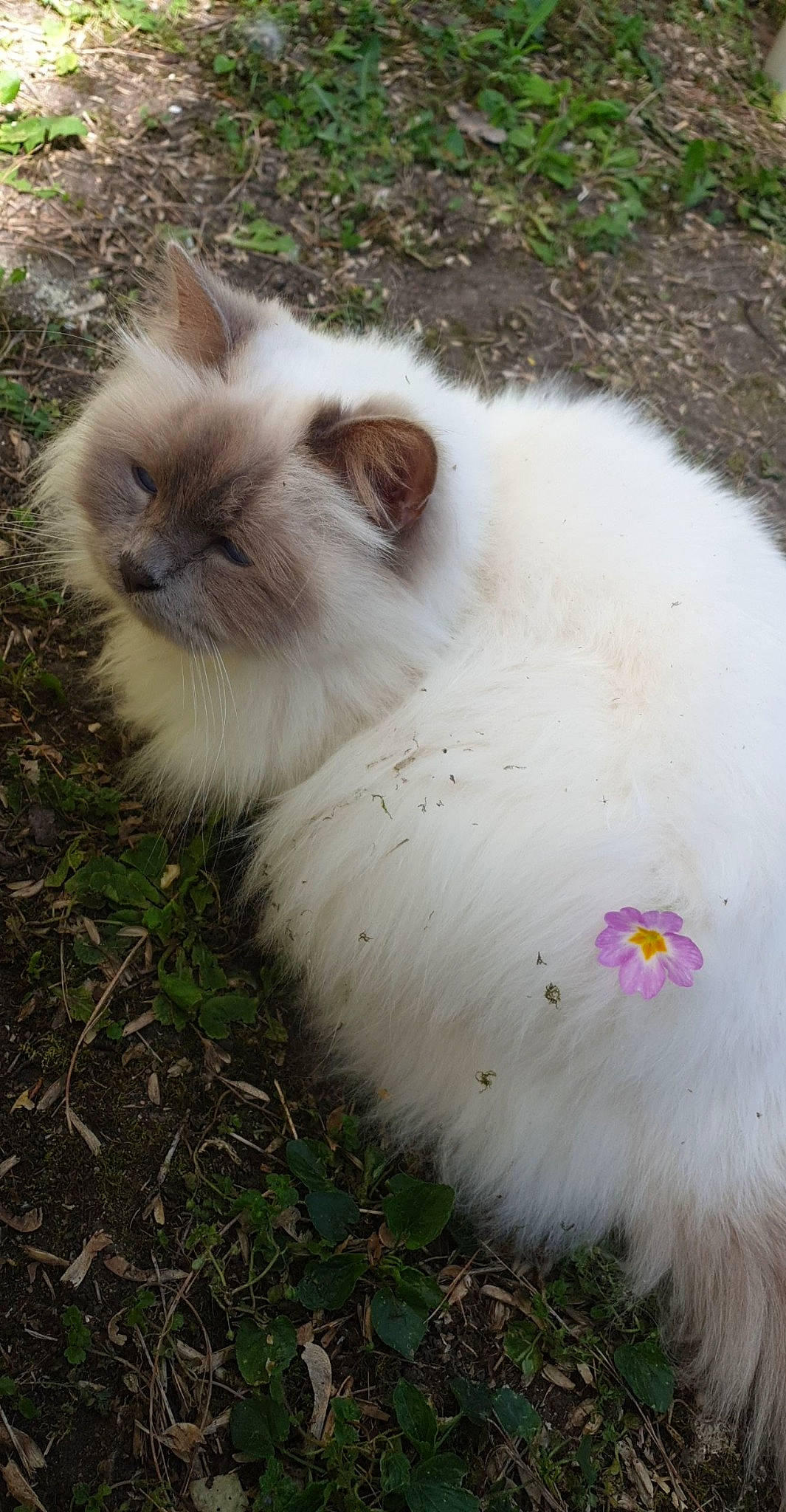 Illias participe au concours pour gagner de l'argent avec cette photo : annual_plant, carnivore, cat, fawn, felidae, flower, fur, grass, herbaceous_plant, iris, petal, plant, ragdoll, small_to_medium_sized_cats, snout, tail, terrestrial_animal, whiskers