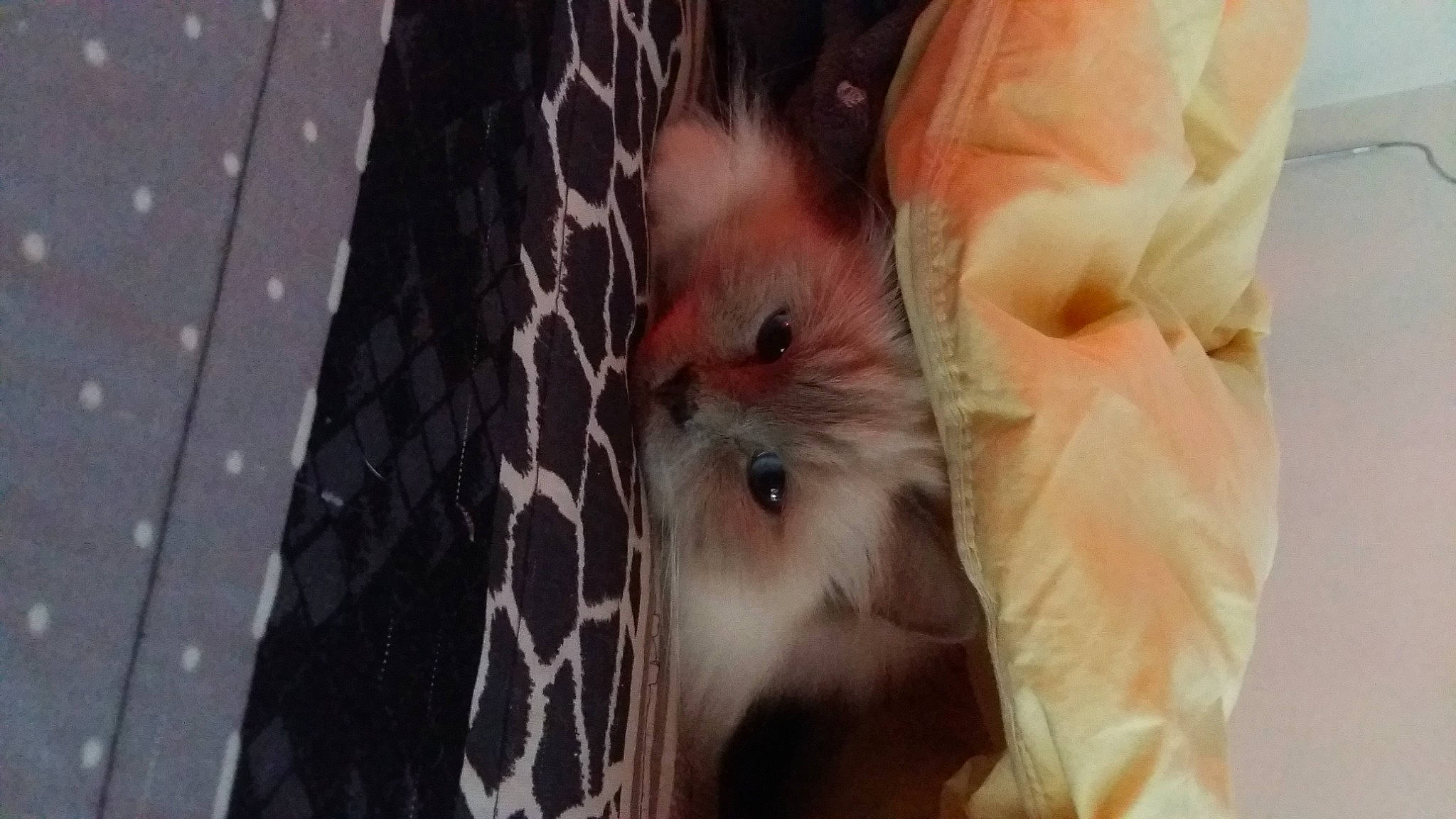 Illias a rejoint le concours — aidez-le/la à gagner de superbes lots ! automotive_tire, canidae, carnivore, close_up, companion_dog, dog_breed, fawn, feather, fur, non_sporting_group, peach, plant, rodent, snout, sporting_group, tail, toy_dog, whiskers, wood, working_animal