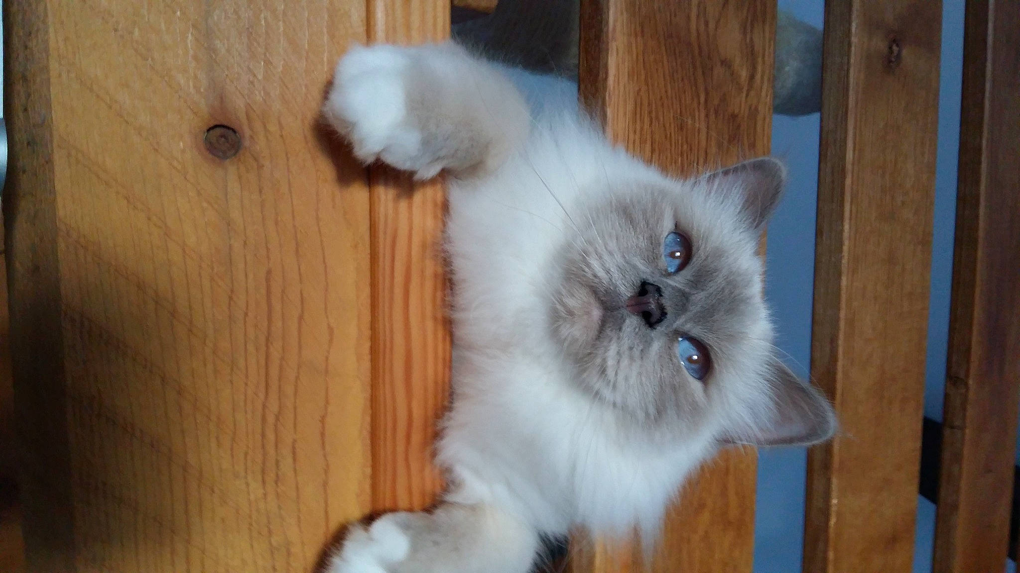 Illias participe au concours pour gagner de l'argent avec cette photo : balinese, birman, carnivore, cat, claw, fawn, felidae, flooring, fur, hardwood, paw, ragdoll, siamese, small_to_medium_sized_cats, snout, tail, thai, whiskers, wood, wood_stain