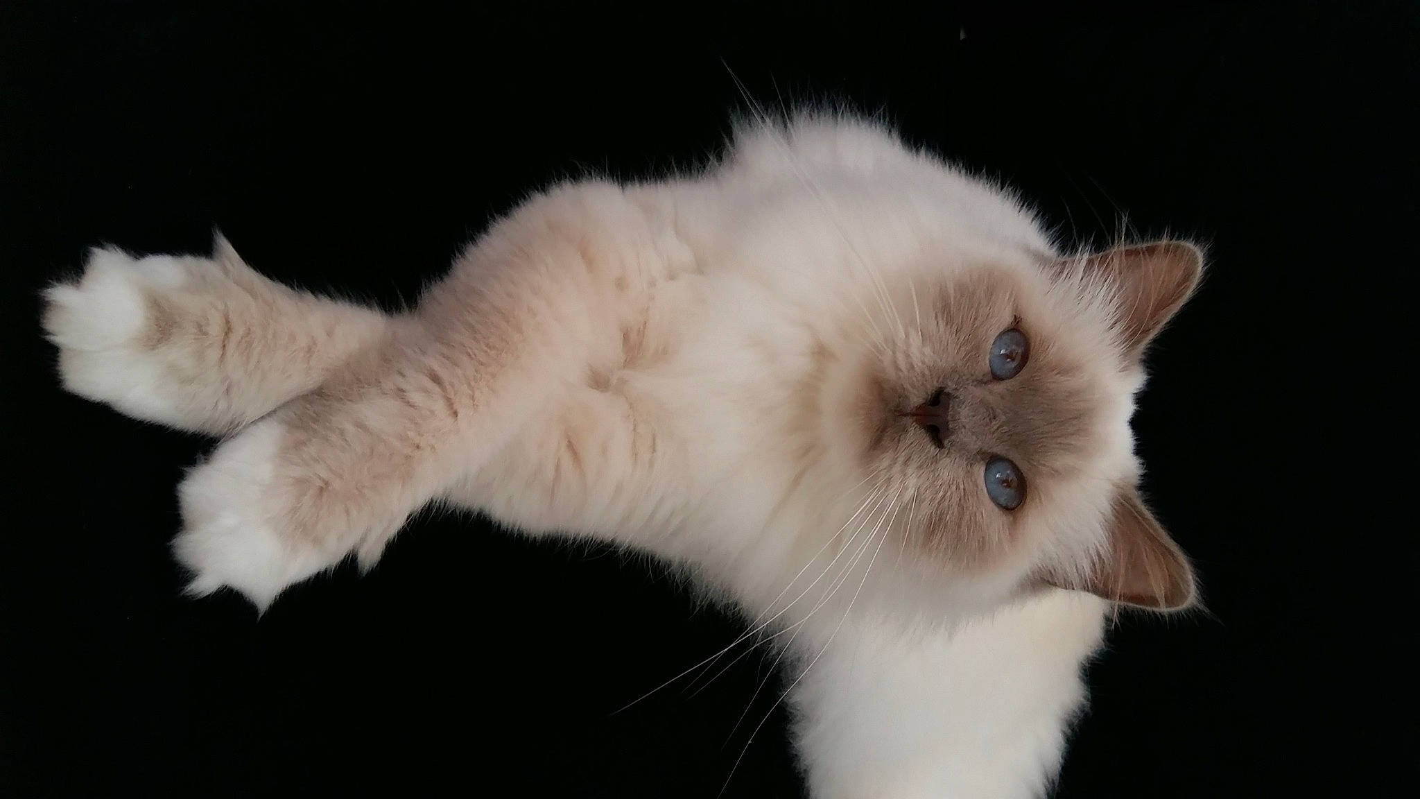 Illias a rejoint le concours — aidez-le/la à gagner de superbes lots ! balinese, british_longhair, carnivore, cat, claw, domestic_short_haired_cat, eye, fawn, felidae, fur, paw, ragdoll, small_to_medium_sized_cats, snout, tail, terrestrial_animal, whiskers