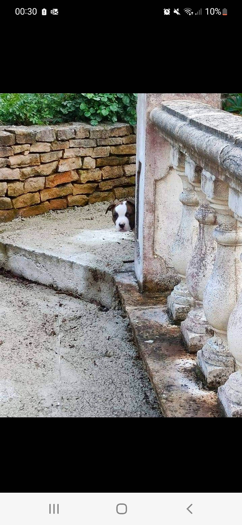 Tchapy a rejoint le concours — aidez-le/la à gagner de superbes lots ! brick, brickwork, building, carnivore, companion_dog, dog_breed, fawn, felidae, flagstone, flooring, grass, plant, road, road_surface, sidewalk, small_to_medium_sized_cats, snout, stairs, whiskers, wood
