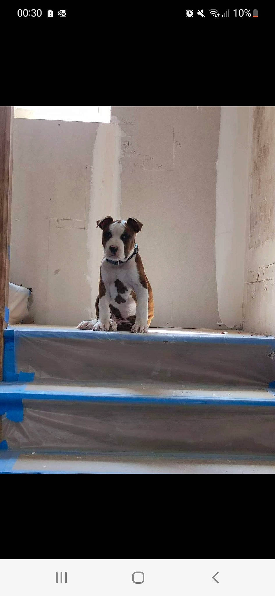 Tchapy participe au concours pour gagner de l'argent avec cette photo : canidae, carnivore, companion_dog, dog, dog_breed, fawn, flooring, hardwood, non_sporting_group, pet_supply, puppy, rectangle, room, shadow, snout, sporting_group, still_life_photography, tail, wood, working_animal