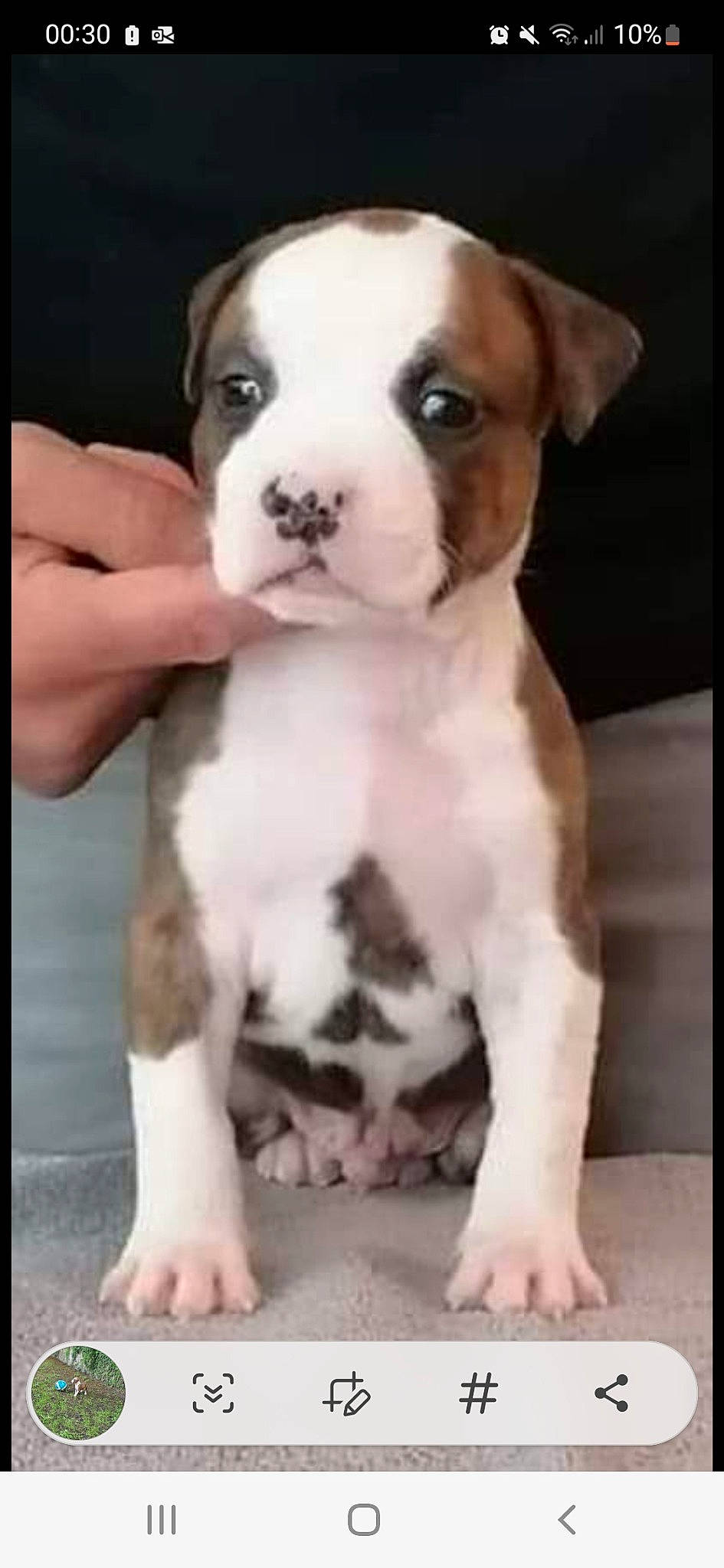 Tchapy participe au concours pour gagner de l'argent avec cette photo : ancient_dog_breeds, art, ball, canidae, carnivore, companion_dog, dog, dog_breed, ear, fawn, fur, non_sporting_group, paw, puppy, puppy_love, sporting_group, terrestrial_animal, toy_dog, whiskers, working_animal