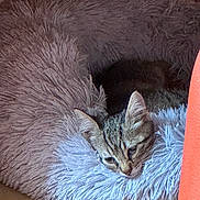 Tigresse participe au concours pour gagner de l'argent avec cette photo : animal, blue, brown, cat, closeup, comfort, cozy, ears, face, feline, fluffy, fur, gray, indoor, pet_bed, relaxed, resting, sleepy, soft_texture, tabby_cat
