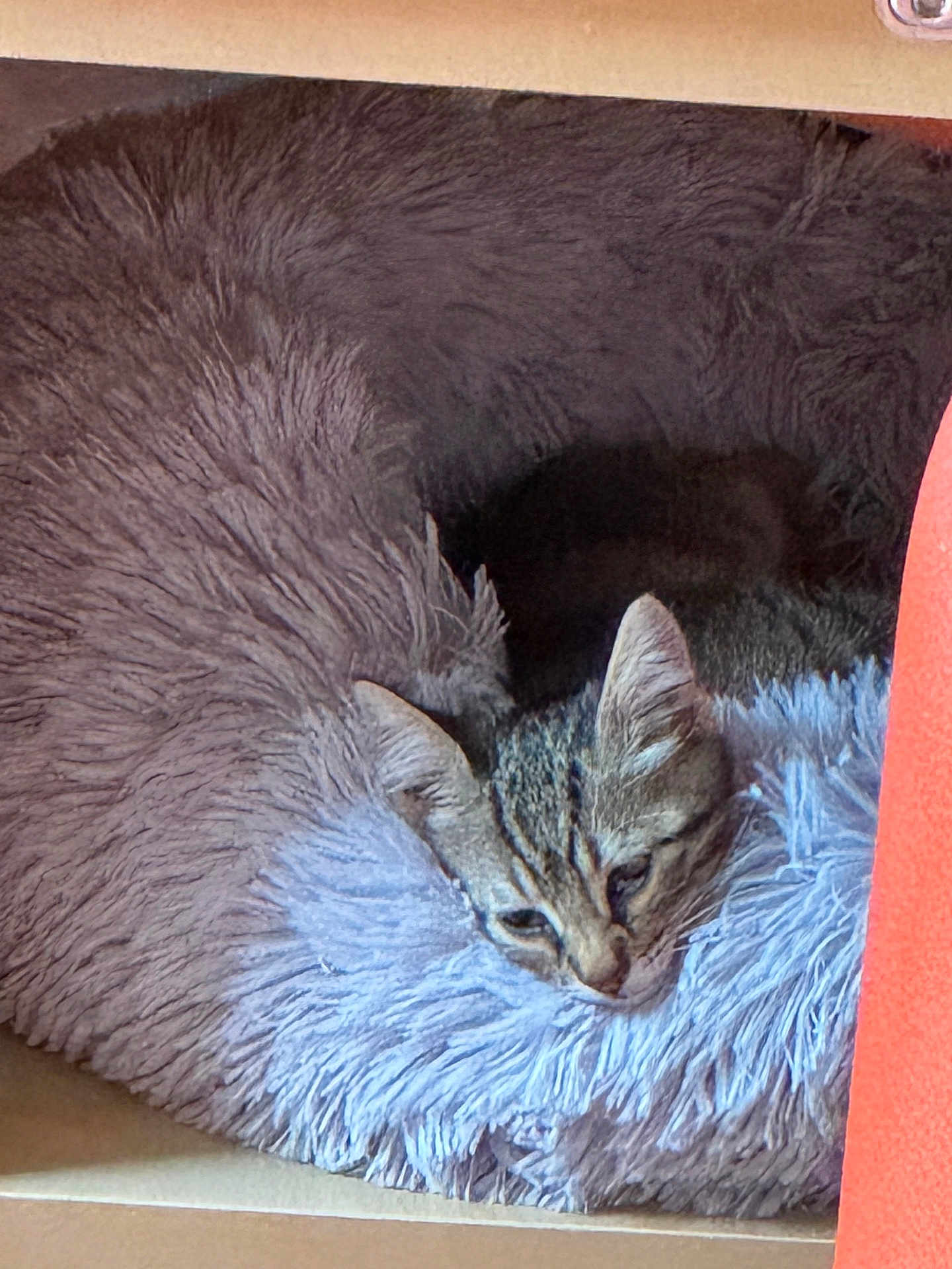 Tigresse participe au concours pour gagner de l'argent avec cette photo : animal, blue, brown, cat, closeup, comfort, cozy, ears, face, feline, fluffy, fur, gray, indoor, pet_bed, relaxed, resting, sleepy, soft_texture, tabby_cat