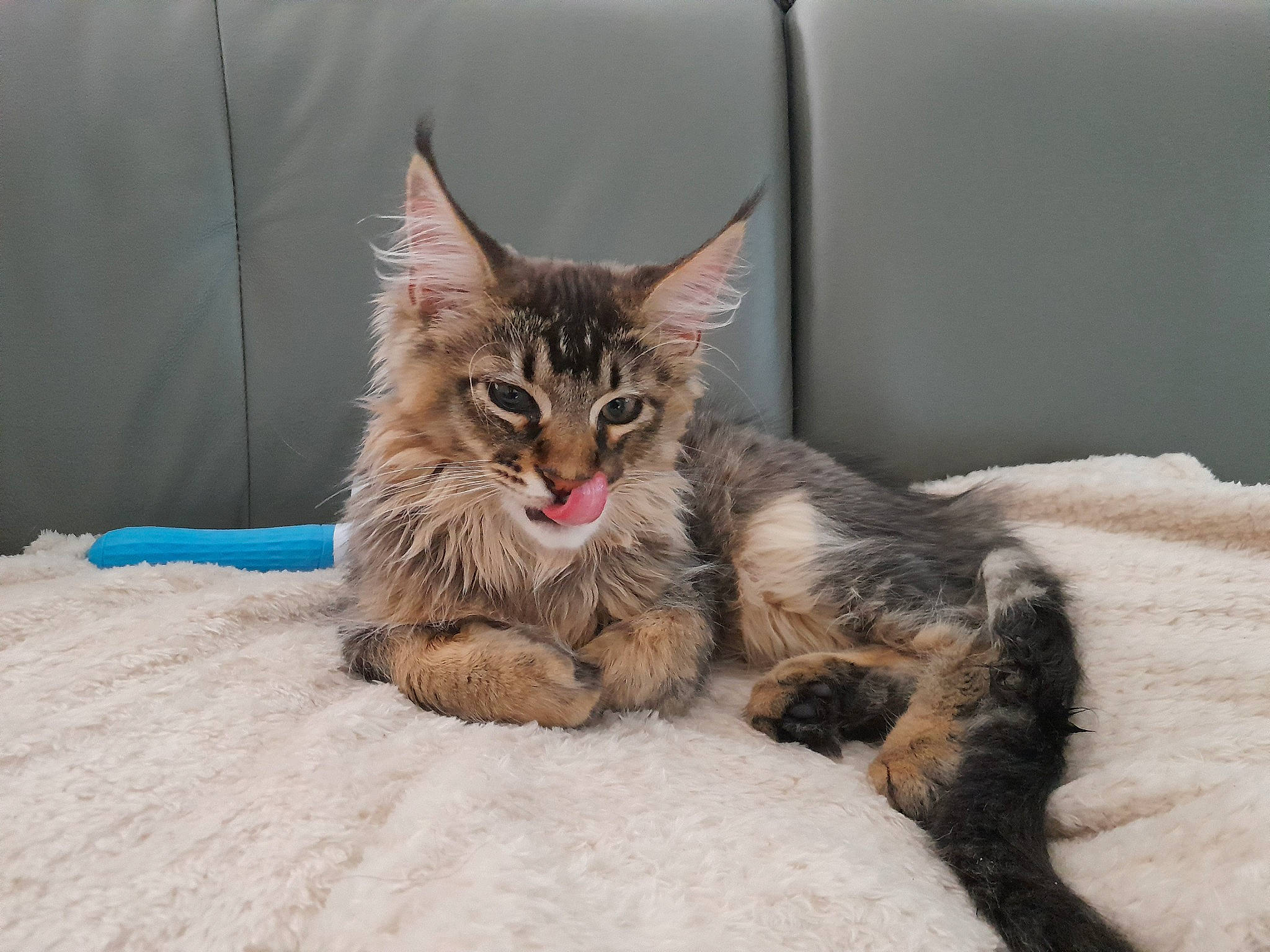 Thor participe au concours pour gagner de l'argent avec cette photo : carnivore, cat, claw, comfort, domestic_short_haired_cat, eye, fawn, felidae, fur, mammal, nap, paw, plant, small_to_medium_sized_cats, snout, tail, terrestrial_animal, tree, vertebrate, whiskers