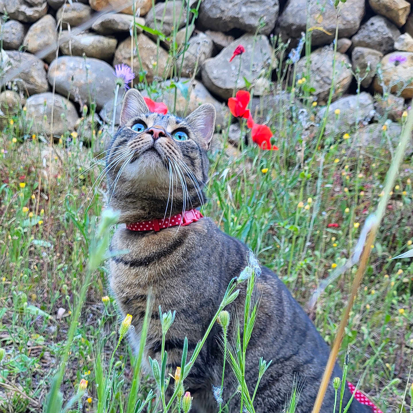 Mitzu a rejoint le concours — aidez-le/la à gagner de superbes lots ! animal, blue_eyes, cat, close_up, collar, curious, daylight, flora, garden, grass, greenery, mammal, nature, outdoor, pet, red_collar, stone_wall, tabby_cat, whiskers, wildflowers