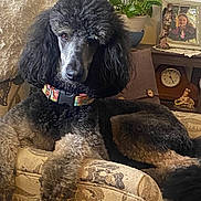 Franchezka is registered to the contest to win money with this photo: dog, poodle, black, gray, collar, armchair, patterned_fabric, plant, pot, clock, photo_frame, figurine, couch, indoor, pet, fur, animal, resting, living_room, home_decor