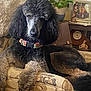 dog, poodle, black, gray, collar, armchair, patterned_fabric, plant, pot, clock, photo_frame, figurine, couch, indoor, pet, fur, animal, resting, living_room, home_decor