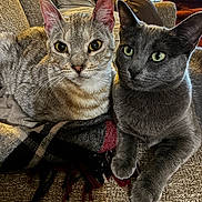 Rikko And Baretta is registered to the contest to win money with this photo: cat, feline, pet, animal, indoor, couch, blanket, gray_cat, striped_cat, closeup, whiskers, ears, eyes, paw, relaxed, cozy, domestic, companion, two_cats, living_room