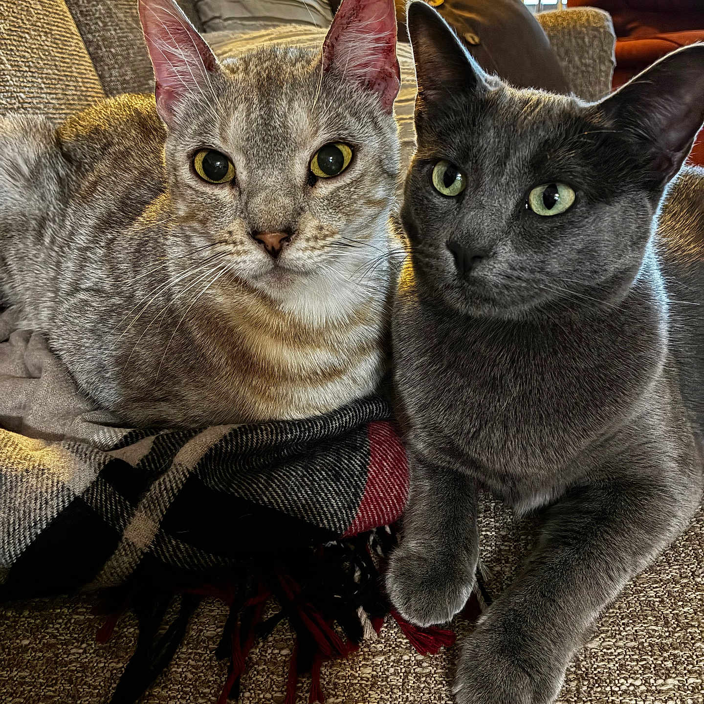 Rikko And Baretta is registered to the contest to win money with this photo: animal, blanket, cat, closeup, companion, couch, cozy, domestic, ears, eyes, feline, gray_cat, indoor, living_room, paw, pet, relaxed, striped_cat, two_cats, whiskers
