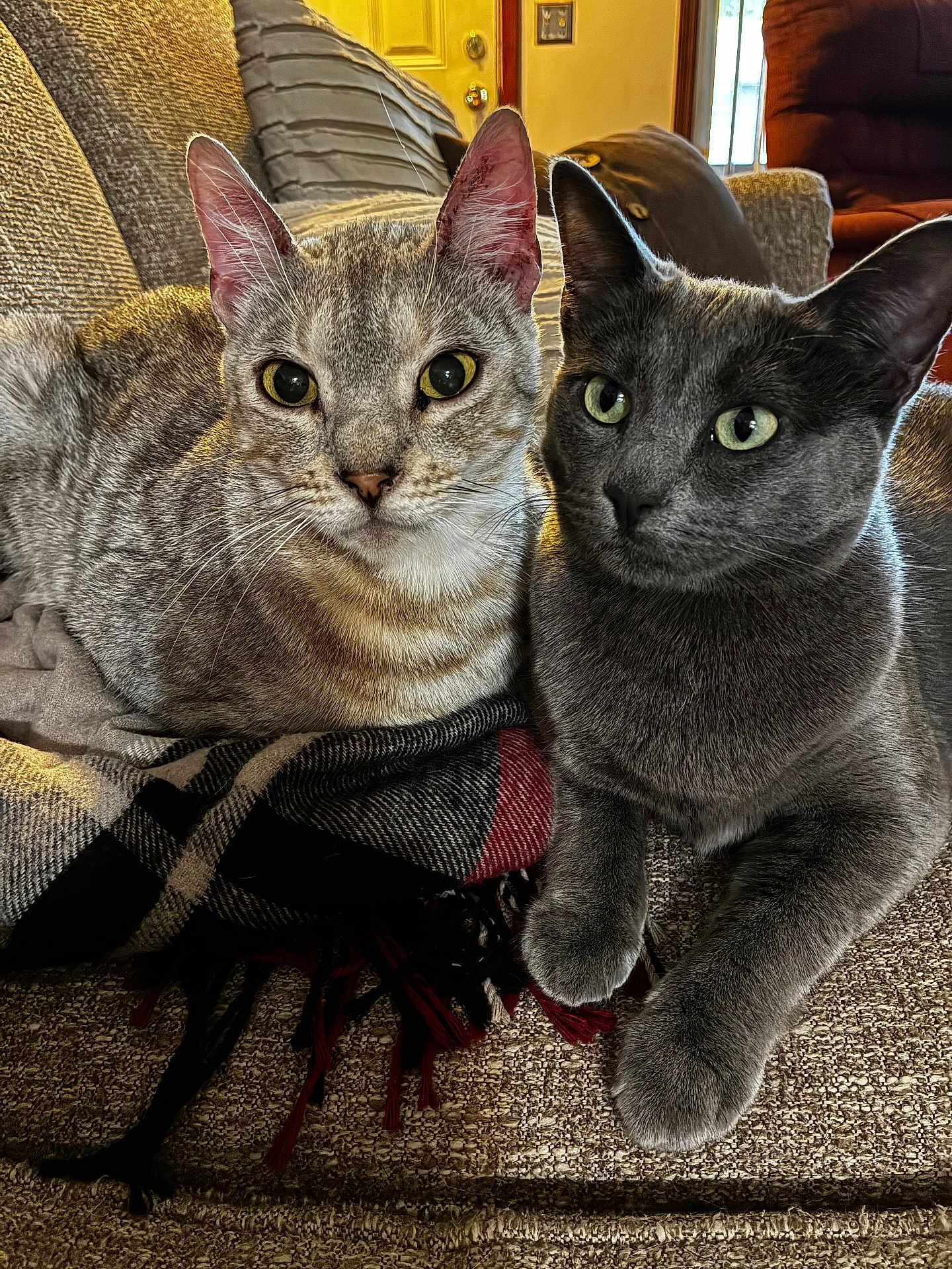 Rikko And Baretta is registered to the contest to win money with this photo: cat, feline, pet, animal, indoor, couch, blanket, gray_cat, striped_cat, closeup, whiskers, ears, eyes, paw, relaxed, cozy, domestic, companion, two_cats, living_room