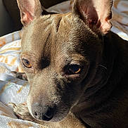Chance is registered to the contest to win money with this photo: dog, pet, close_up, ears, fur, blanket, indoor, sunlight, brown, animal, portrait, cozy, resting, small_dog, cute, domestic_animal, canine, face, expression, texture