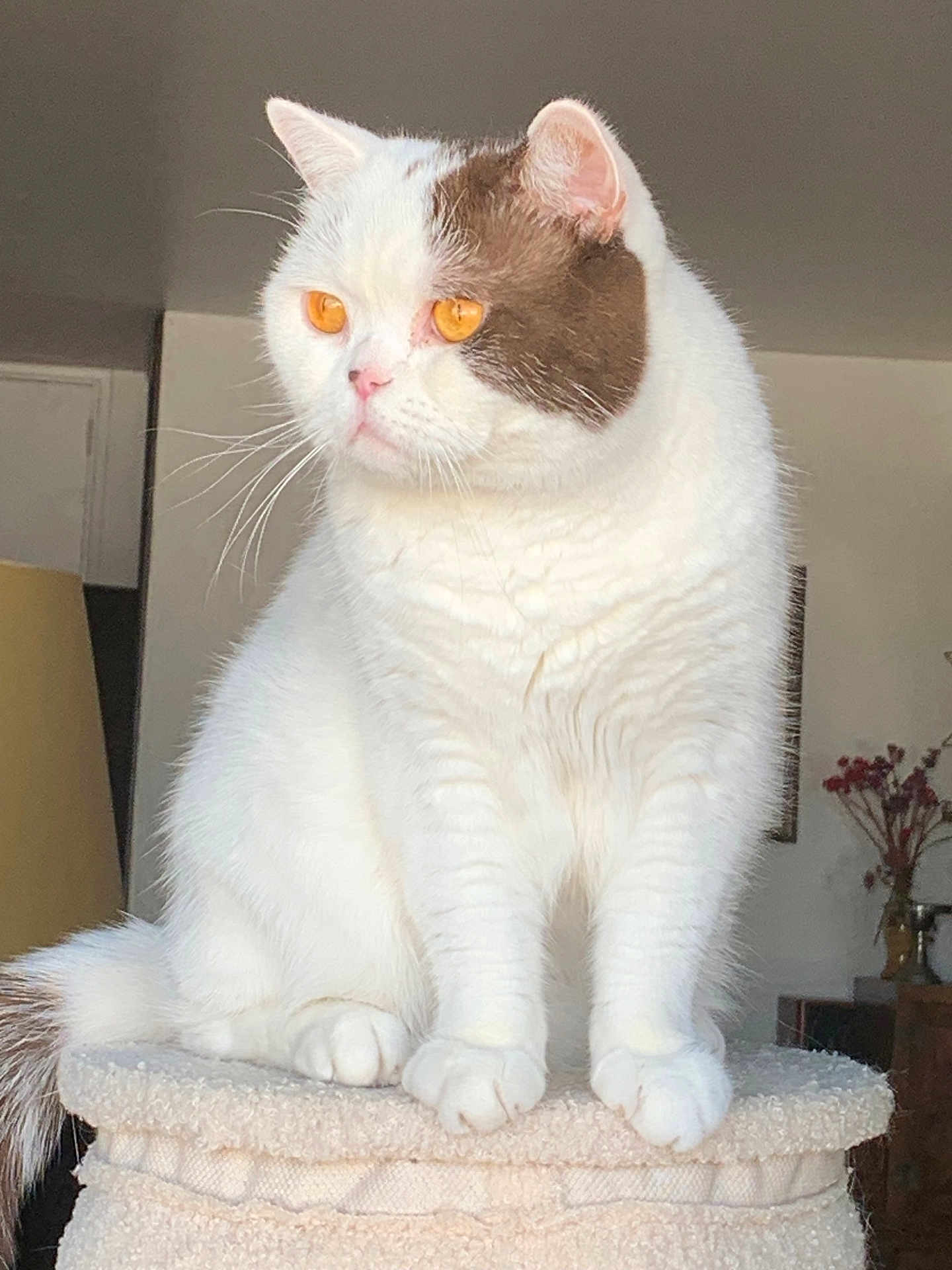 Pussy Cat