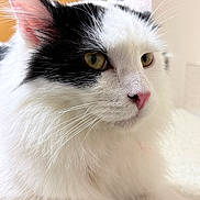 Mushu joined the competition — help win amazing prizes! animal, black_and_white, cat, close_up, cute, domestic_cat, ears, eyes, face, feline, fluffy, fur, indoor, mammal, pet, pink_nose, portrait, relaxed, whiskers