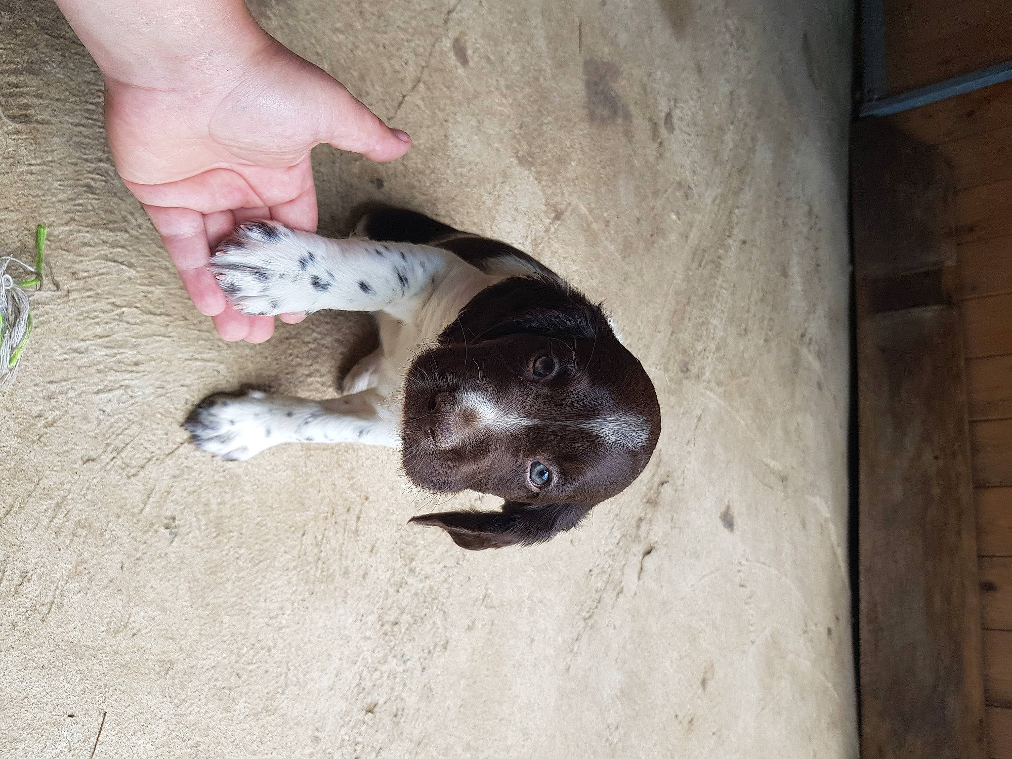 Ruby participe au concours pour gagner de l'argent avec cette photo : american_pit_bull_terrier, canidae, carnivore, dog, dog_breed, fawn, non_sporting_group, pointer, puppy, sporting_group