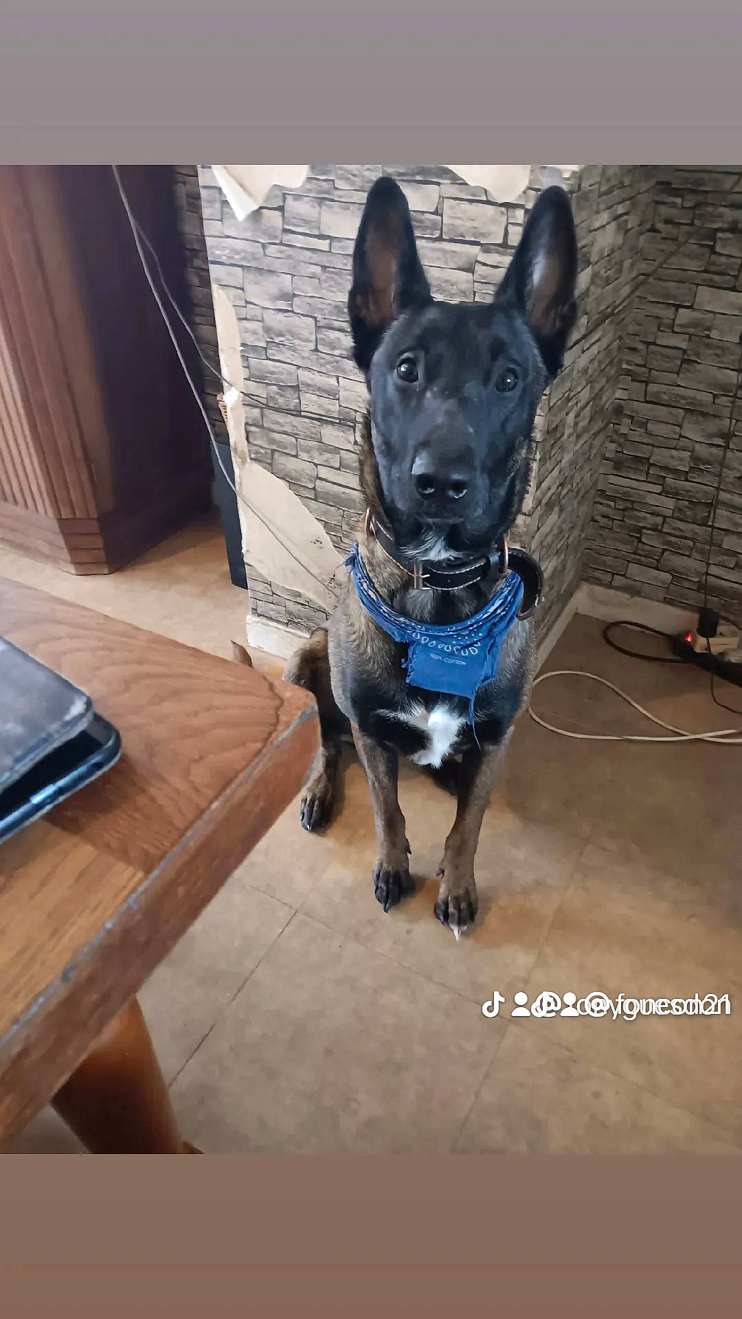 Soprano a rejoint le concours — aidez-le/la à gagner de superbes lots ! carnivore, collar, companion_dog, dog, dog_breed, dog_collar, dog_supply, electric_blue, fawn, flooring, leash, pet_supply, portable_communications_device, snout, sporting_group, table, tablet_computer, whiskers, wood, working_animal