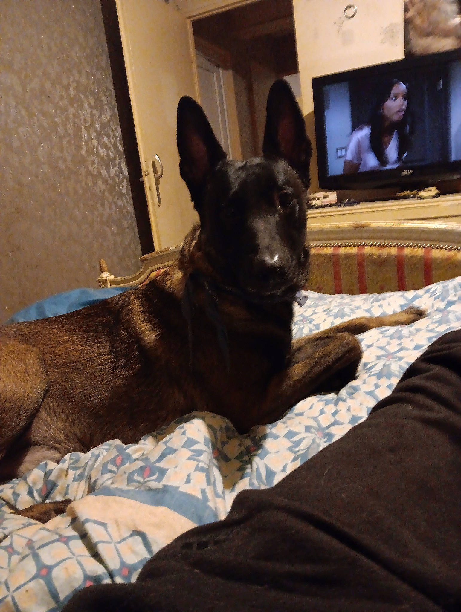 Soprano a rejoint le concours — aidez-le/la à gagner de superbes lots ! bed, canidae, carnivore, comfort, companion_dog, couch, dog, dog_breed, ear, fawn, flooring, fur, linens, picture_frame, remote_control, room, snout, sporting_group, whiskers, working_animal