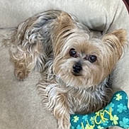 Lucy joined the competition — help win amazing prizes! animal, beige_bed, blue_toy, bone_shaped_toy, brown_floor, clover_pattern, companion, cozy, curious_eyes, cute, dog, floor, fluffy, fur, indoor, looking_up, pet_bed, relaxed, small_dog, toy