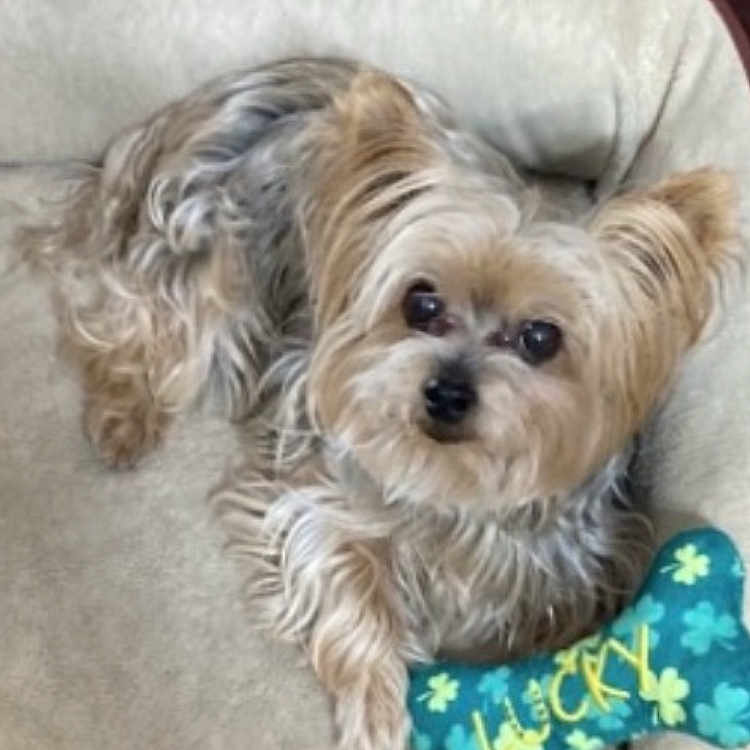 Lucy