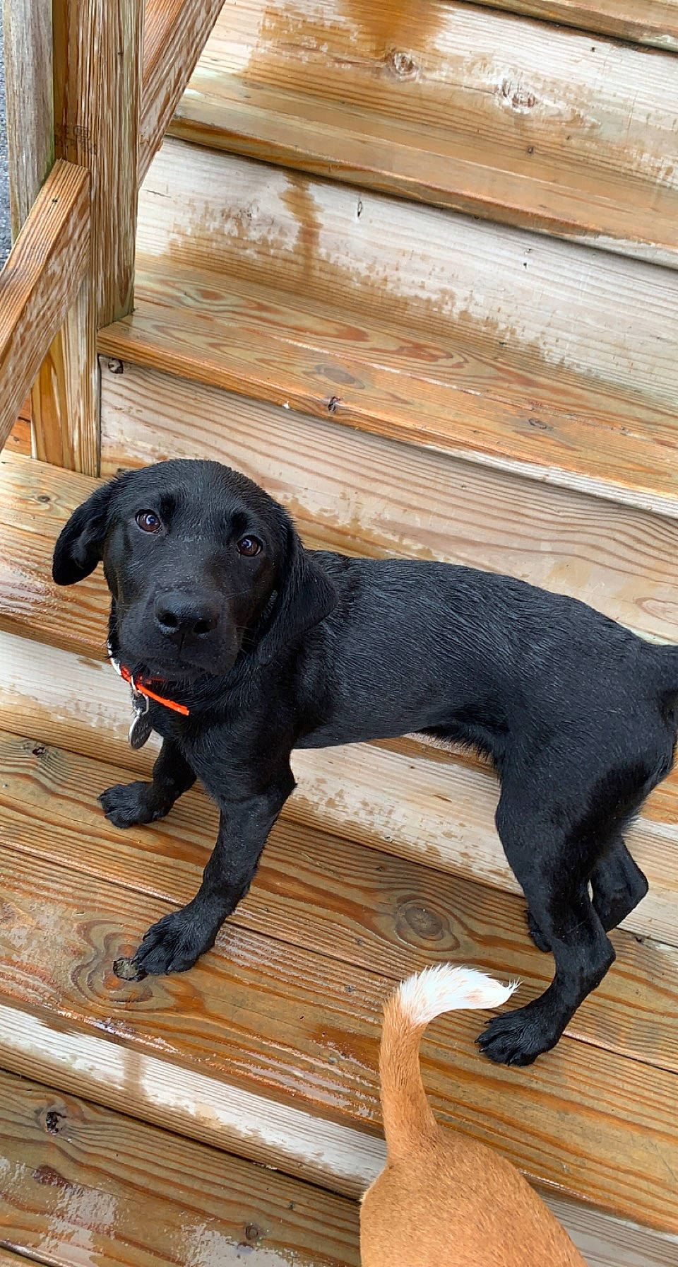 Jojo joined the competition — help win amazing prizes! borador, canidae, carnivore, collar, companion_dog, dog, dog_breed, dog_collar, flooring, gun_dog, hardwood, hunting_dog, liver, plank, sporting_group, tail, terrestrial_animal, wood, working_animal