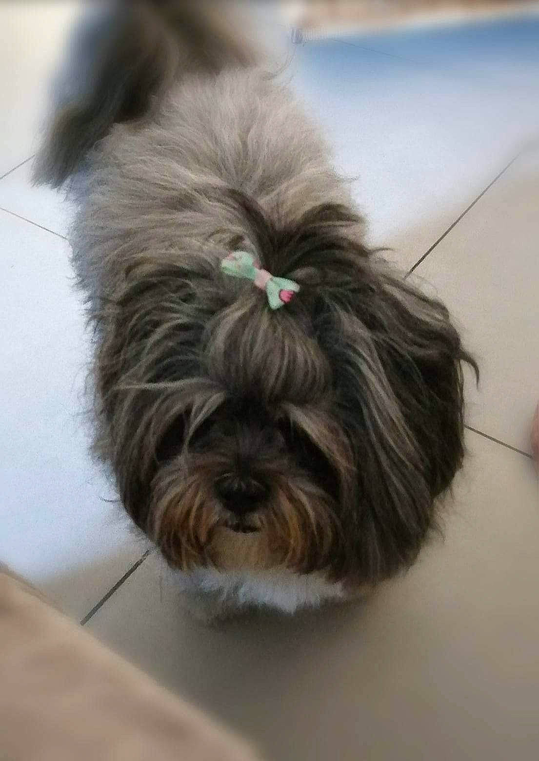 Jazz a rejoint le concours — aidez-le/la à gagner de superbes lots ! biewer_terrier, canidae, carnivore, companion_dog, dog, dog_breed, ear, fur, liver, maltepoo, non_sporting_group, puppy, small_terrier, snout, sporting_group, terrier, toy_dog, wood, working_animal, yorkipoo