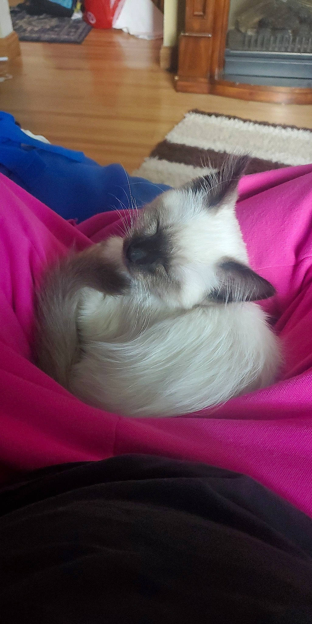 Smokey joined the competition — help win amazing prizes! balinese, canidae, carnivore, cat, comfort, companion_dog, dog_breed, fawn, felidae, foot, fur, magenta, nap, paw, small_to_medium_sized_cats, snout, sporting_group, tail, thai, whiskers