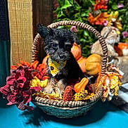 Sydney is registered to the contest to win money with this photo: puppy, basket, bandana, sunflower, dried_flowers, autumn, gourds, decor, corn, fall, cute, animal, pet, outdoor, blurred_background, colorful, small, fur, portrait, seasonal