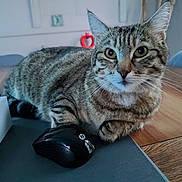 Atila a rejoint le concours — aidez-le/la à gagner de superbes lots ! animal, cat, closeup, computer_mouse, curious, domestic, ears, electronics, eyes, feline, fur, home, indoor, paw, pet, resting, tabby, table, whiskers, wooden_table