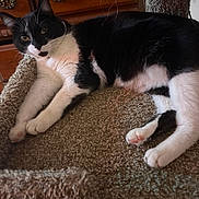 Halle is registered to the contest to win money with this photo: black_and_white, carpet, cat, cat_tree, close_up, collar, dresser, eyes, feline, fur, furniture, indoor, paw_pads, paws, pet, portrait, relaxed, resting, tuxedo_cat, whiskers