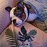 dog, blanket, couch, pillow, decorative_pillow, leaf_pattern, bird_pattern, resting, cozy, indoors, comfort, pet, fur, ears, face, snuggled, home, relaxing, animal, soft