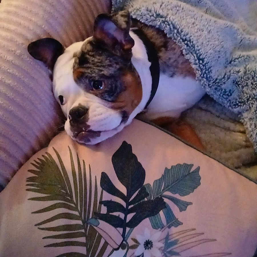 Azur a rejoint le concours — aidez-le/la à gagner de superbes lots ! dog, blanket, couch, pillow, decorative_pillow, leaf_pattern, bird_pattern, resting, cozy, indoors, comfort, pet, fur, ears, face, snuggled, home, relaxing, animal, soft