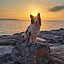 dog, sunset, rock, sea, water, outdoor, animal, nature, sky, cloud, sun, coast, wet, fluffy, tongue_out, sitting, scenic, peaceful, golden_hour, landscape