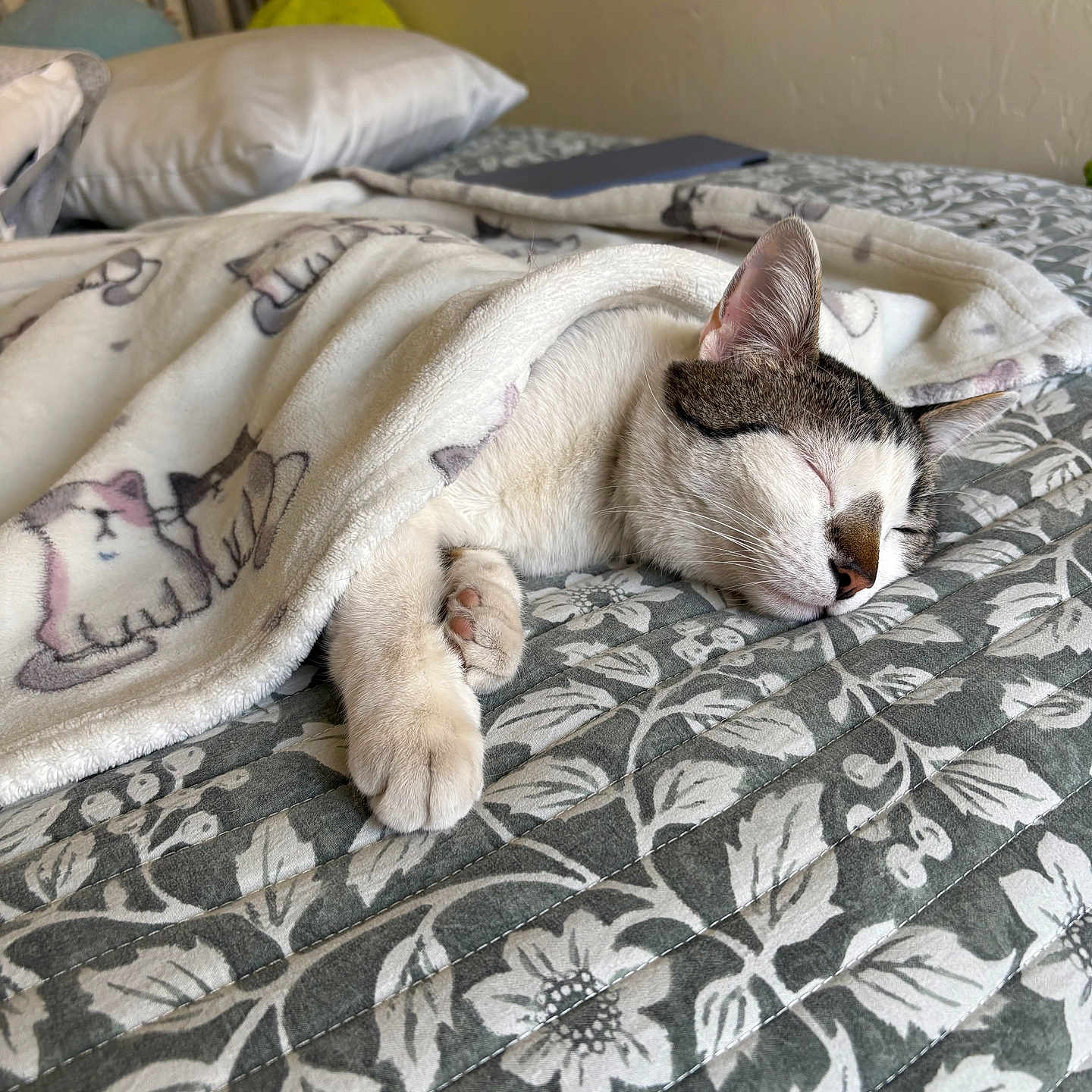 Otis joined the competition — help win amazing prizes! animal, bed, blanket, cat, comfort, cozy, cute, domestic_animal, fur, indoor, patterned_bedspread, paw, peaceful, pet, quiet, relaxation, rest, sleeping, soft, whiskers