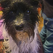 Molly joined the competition — help win amazing prizes! dog, pet, black_and_white, scruffy, wet_fur, close_up, indoor, carpet, fan, person, jeans, curious, animal, portrait, fur, face, eyes, nostrils, snout, whiskers