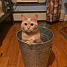 cat, orange_cat, metal_bucket, wooden_floor, indoor, curtain, air_conditioner, pet, animal, feline, flooring, container, home, cute, looking, sitting, curious, domestic_animal, household, cozy
